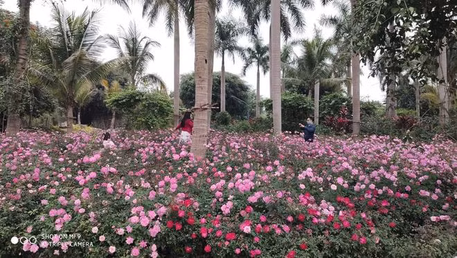 Vào mùa Xuân, Ecopark trở thành một một rừng hồng khổng lồ, với hơn 1 triệu bông khoe sắc rực rỡ. Tại Ecopark, hoa hồng hiện diện khắp mọi nơi: bên hồ Thiên Nga, dưới những cây cầu, men theo từng lối đi, rực rỡ giữa các giải phân cách trên đại lộ, khoe sắc bên các biệt thự, toà nhà.