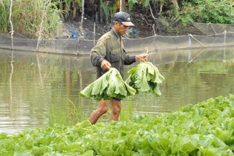 Người trẻ khởi nghiệp từ sản xuất sạch ảnh 3