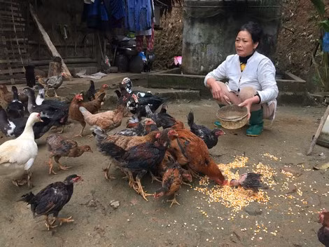 Gà nhiều cựa nuôi ở xã Xuân Đài, huyện Tân Sơn.