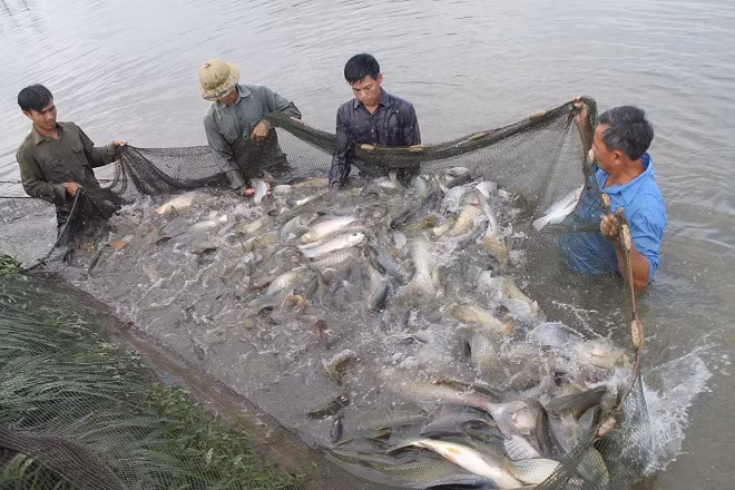 Những thiệt hại từ sản phẩm nuôi trồng thuỷ sản rởm “đổ” lên đầu người nông dân.