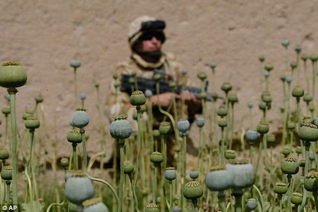 Một người lính Anh tuần tra bên cánh đồng thuốc phiện ở Afghanistan