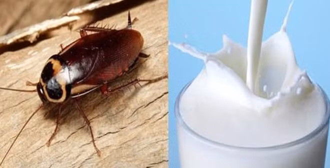 Sữa gián tốt gấp 4 lần sữa bò.