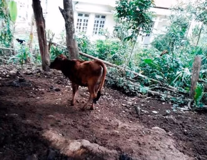 Việc người dân ở đây không nhận bò là có thật, lý do vì họ không có đủ tiền để đối ứng.