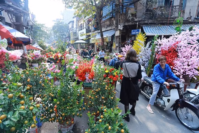 Đào và quất khoe sắc trên phố Hàng Lược.