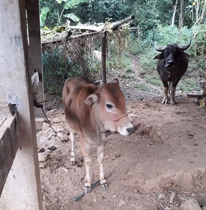 Người dân bất ngờ vì bò được hỗ trợ chỉ nhỏ bằng con bê.