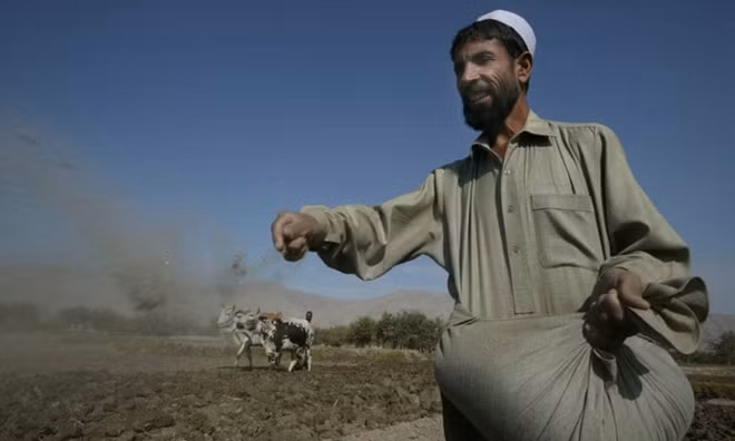 Một nông dân Afghanistan gieo hạt cây thuốc phiện