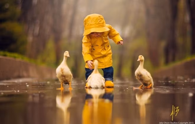Bức hình chú bé bên bầy vịt.