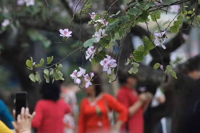 Vào thời điểm này, nhiều người yêu thích vẻ đẹp của hoa ban lại tranh thủ ghi lại những bức ảnh làm kỷ niệm.