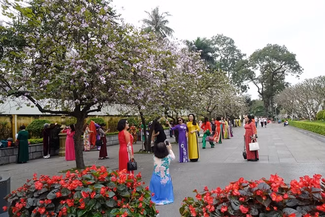 Phố Bắc Sơn những ngày cuối tuần lại trở nên nhộn nhịp hơn với hình ảnh phái đẹp tạo dáng bên những cánh hoa ban dịu dàng e ấp.