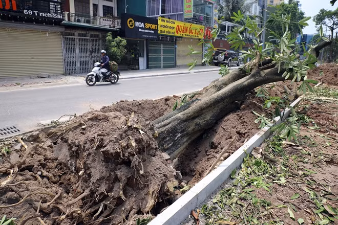 Thành phố đã phê chuẩn kế hoạch chuyển bớt khoảng 100 cây hoa sữa lên trồng tại khu vực bãi rác Nam Sơn (huyện Sóc Sơn, Hà Nội) để hạn chế mùi rác thải và giải quyết được vấn đề bức xúc của người dân tại phường Bưởi.