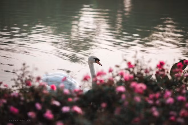 Tham quan vườn hồng khổng lồ này, cư dân Ecopark sẽ thường xuyên thấy những chú chim thiên nga nhẹ nhàng dạo bộ hoặc bơi sát bờ để ngắm hoa hồng.