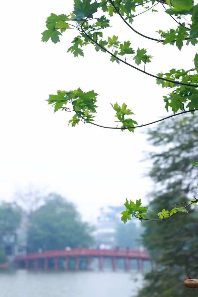 Hình ảnh cây phong lá đỏ bên cạnh hình ảnh cầu Thê Húc đem lại nhiều cảm xúc cho người dân Thủ đô
