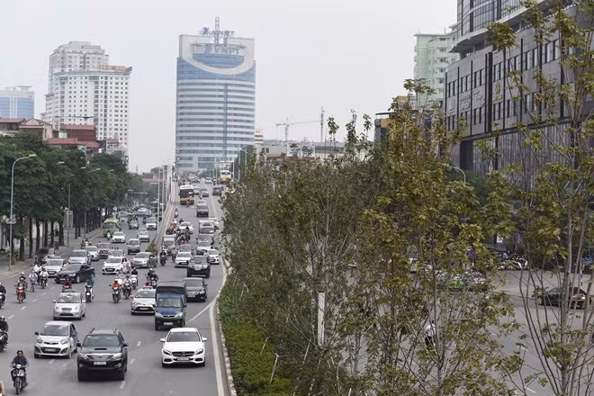 Thực hiện chủ trương của Thành phố Hà Nội về chương trình trồng một triệu cây xanh giai đoạn 2016 – 2020, đầu năm 2018 các cơ quan chức năng của Hà Nội đã trồng những hàng Phong lá đỏ trên một số tuyến đường như Trần Duy Hưng, Nguyễn Chí Thanh, Láng Hạ, bờ hồ Hoàn Kiếm…