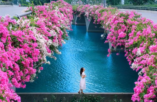 Khác với những cây cầu bê tông thô cứng xuất hiện ở khắp nơi, những cây cầu tại Ecopark được phủ đầy hoa giấy khoe sắc rực rỡ, bung rủ xuống mặt hồ Thiên Nga, tạo thành những điểm check-in “một bước chân cho ra trăm tấm hình đẹp lịm người”.