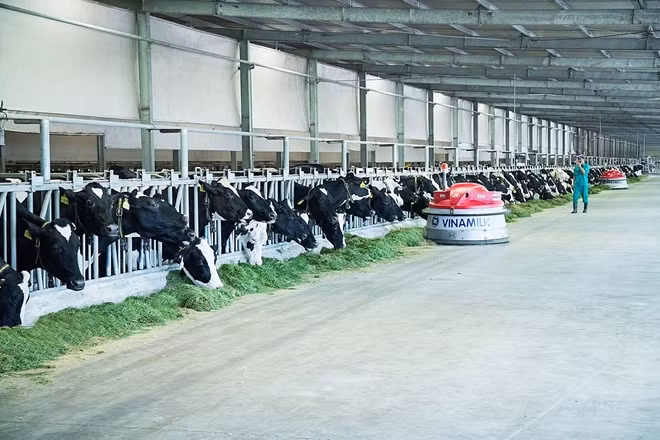 Trang trại bò sữa Vinamilk Tây Ninh là trang trại đi đầu về ứng dụng công nghệ 4.0 trong vận hành và quản lý