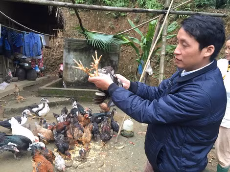 Nuôi gà nhiều cựa đem lại kinh tế cao cho nông dân huyện Tân Sơn.