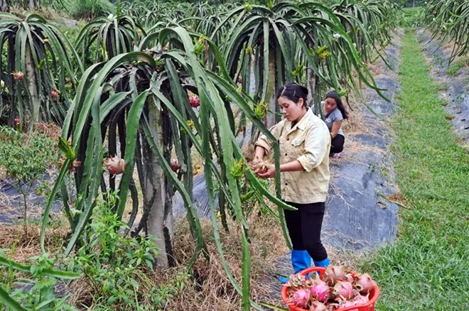 Thanh long ruột đỏ dần khẳng định giá trị trên vùng đất đồi Lập Thạch, đem lại nguồn thu nhập và việc làm ổn định cho bà con nông dân.