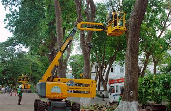 Hà Nội Rà soát, xử lý các cây bị sâu mục