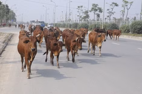 Trâu, bò "dạo mát" trên đường gom Đại lộ Thăng Long.