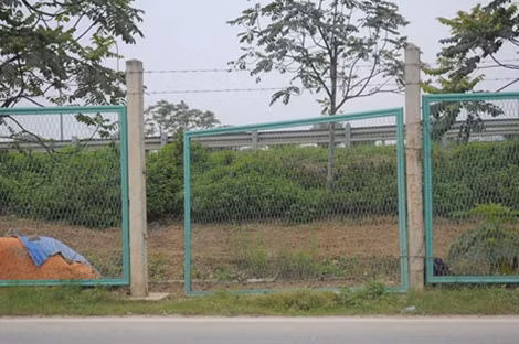 Trên Đại lộ Thăng Long (đoạn gần cầu chui ô tô Km11 + 766), người dân còn tự ý phá rào phân cách, trồng rau trong dải phân cách.