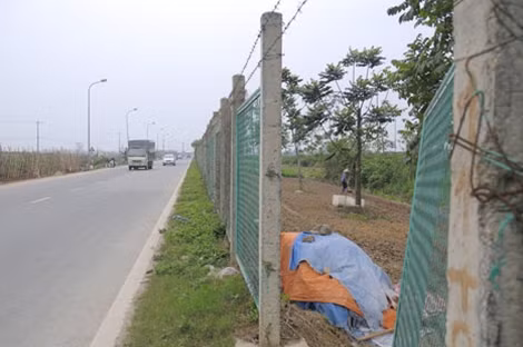 Người dân "vô tư" trồng rau trong dải phân cách.