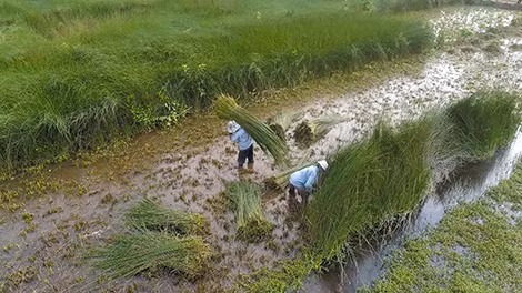 Người làng Phò Trạch thu hoạch cỏ bàng.