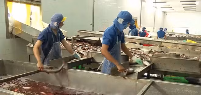 Công nhân chế biến cá tra.