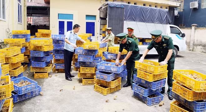 22.000 con gia cầm giống bị lực lượng chức năng phát hiện thu giữ