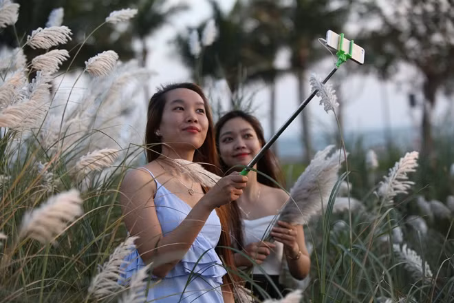 Các thiếu nữ, du khách ghi lại những hình ảnh đẹp nhất của mình giữa cánh đồng hoa lau
