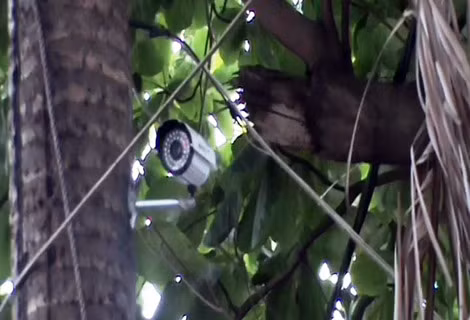 Camera Cu “đĩ” lắp đặt để quan sát.