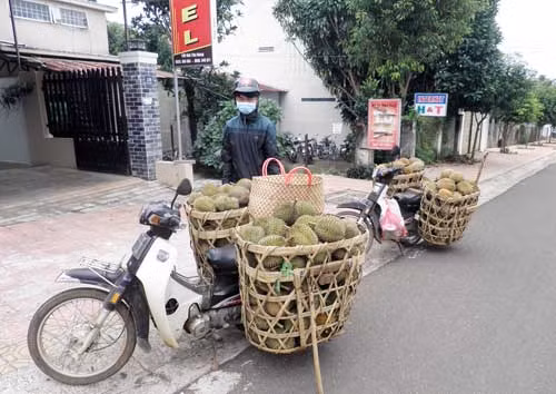 Chở sầu riêng đi đường xa Vườn sầu riêng.