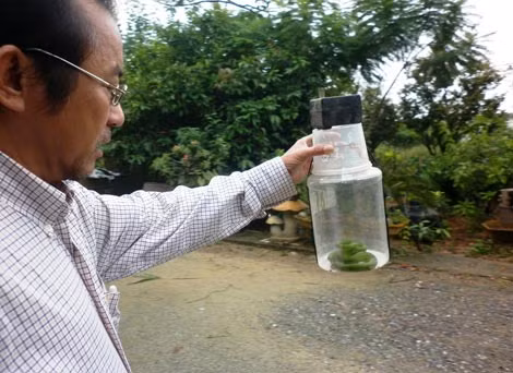 Một bác sĩ bắt rắn lục đuôi đỏ để làm thuốc chữa bệnh.