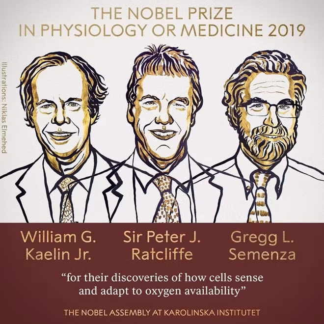 Ba nhà khoa học nhận giải Nobel Y sinh 2019. Ảnh: Nobel Prize.