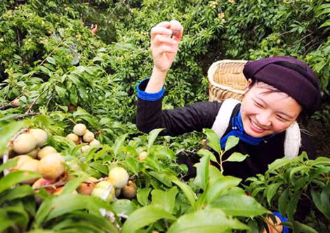 Bắc Hà – mùa mận chín.