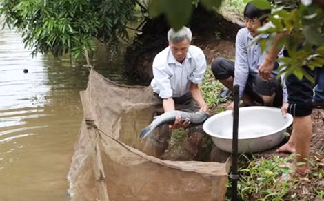 Đầu tiên, người dân sẽ xuống áo bắt cá đã được thả từ đầu năm.