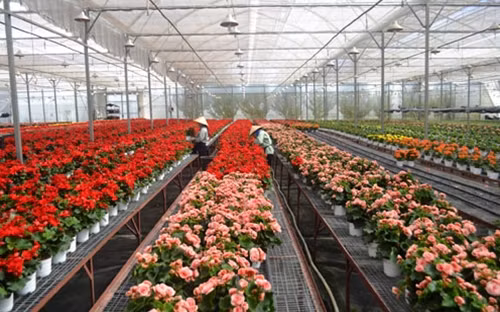 Một trang trại nông nghiệp ứng dụng công nghệ cao tại Lâm Đồng đem lại hiệu quả kinh tế cao.