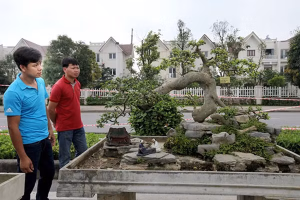 Lần đầu tiên, hàng loạt những tác phẩm nghệ thuật sinh vật cảnh “khủng” trên khắp cả nước, trong đó có những tác phẩm đã được chứng nhận như “Cây sanh ôm đá cổ nhất châu Á” hay “siêu cây mâm xôi con gà” từng được định giá triệu đô, cùng nghìn cây cảnh tiền tỷ khác… cùng hội tụ tại Vinhomes Riverside – khu đô thị sinh thái với không gian khoáng đạt và thảm thực vật phong phú, nơi được mệnh danh là Venice giữa lòng Hà Nội.