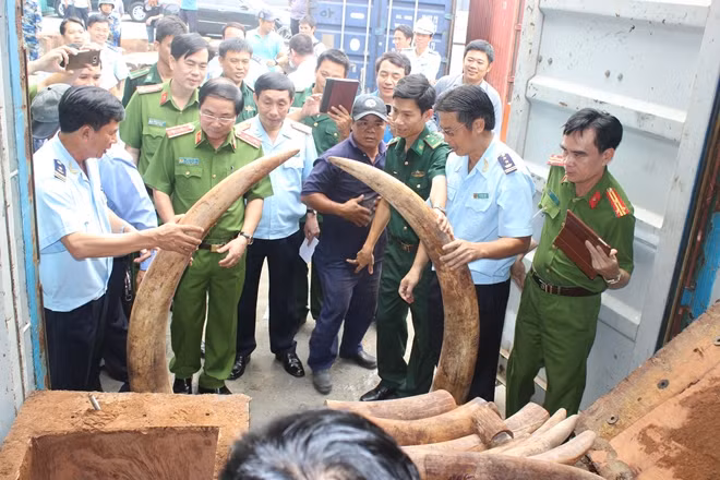 Ngà voi được phát hiện trong ruột các khúc gỗ.