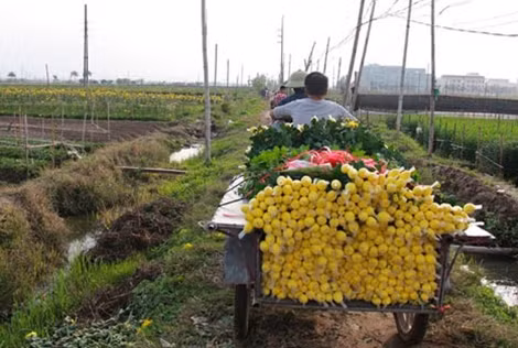 Những xe cúc đi đến khắp mọi nơi. Hoa cúc Đại Thịnh chủ yếu được bán buôn cho các thương lái ở các tỉnh lân cận và thậm chí là cả các thương lái Trung Quốc.