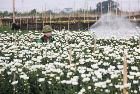 Hoa cúc được chăm sóc trong những ngày trước Tết.