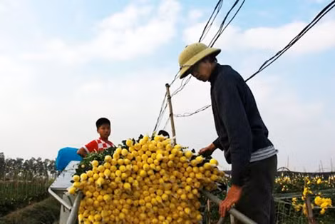 Ông Thức nhận định, thời tiết ủng hộ, hoa cúc năm nay rất đẹp và chắc chắn Tết này sẽ dễ bán.