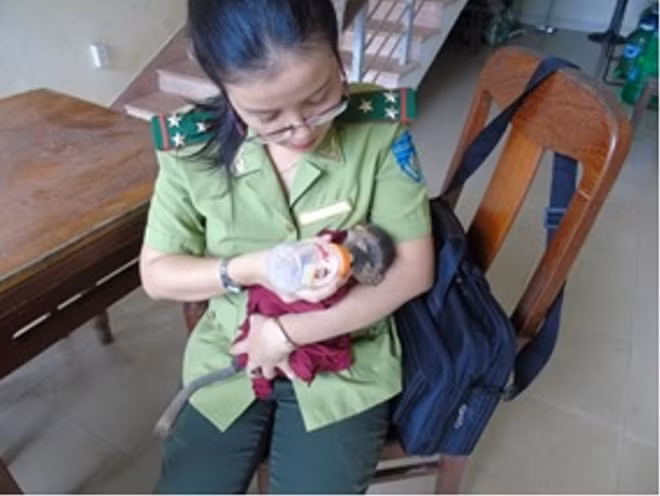 Chi cục Kiểm lâm thành phố Đà Nẵng chuyển giao cá thể Voọc này cho Thảo cầm viên TP. Hồ Chí Minh.