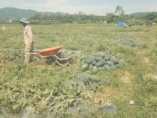 Dưa hấu để lâu ngoài đồng bị hư hỏng.