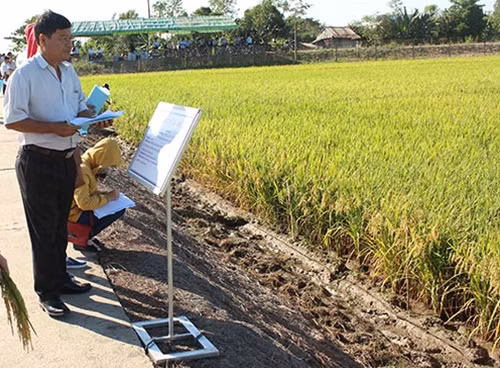 Người dân tham quan mô hình trồng lúa chịu mặn của Trường ĐH Cần Thơ.