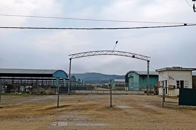 Địa điểm triển khai dự án chăn nuôi bò giống và bò thịt của Công ty Bình Hà.