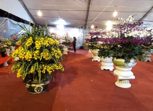 Phát hiện loài lan không lá quý hiếm ở Quảng Trị ảnh 3