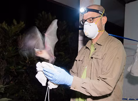 TS Olival đang thả một con dơi sau khi thu thập các mẫu dùng để xét nghiệm virus ở Thái Lan. Ảnh: EcoHealth Alliance.