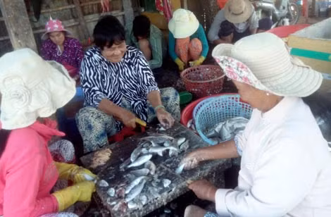Cá đánh về được làm sạch phơi khô để bán. Cá đánh về được làm sạch phơi khô để bán.