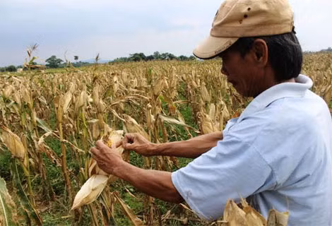 Nông dân Quảng Trị trồng giống ngô “lạ” điêu đứng vì tin vào doanh nghiệp.