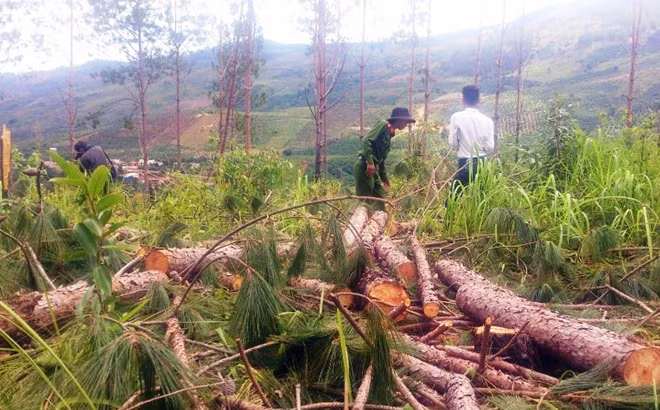67 cây thông trên 15 năm tuổi bị triệt hạ